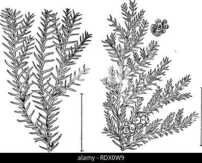 . Ornamental shrubs of the United States (hardy, cultivated). Shrubs. 328 DESCRIPTIONS OF THE SHRUBS an arrangement that is called 2-ranked. The cones are short, under 1 inch, pendulous with smooth scales, found at the tips of the branches. Of the Common Hemlock—Tsuga canadensis,—Sargent's Weeping Hemlock (587) — var. Sargentiana, or S&amp;rgenti pgndula — rarely grows over 3 feet high and has short drooping branchlets forming a dense flat-topped' mass of foliage; Dwarf Hemlock^^ nana—is a dwarf with spreading branches and short branchlets forming a depressed shrub under 3 feet high. There is  Stock Photo