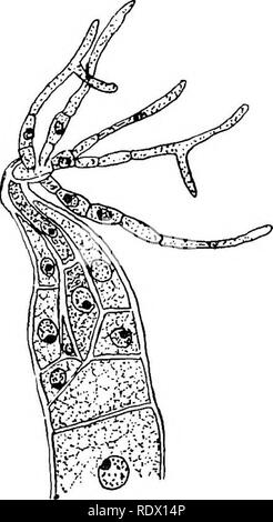 . Fungi, ascomycetes, ustilaginales, uredinales. Fungi. Fig. 130. ; triordinata Thaxter; x 135; after Thaxter. Fig. 131. Laboulbenia chaetophora young perithecium and triclio- gyne, x 360 ; after Faull.. Please note that these images are extracted from scanned page images that may have been digitally enhanced for readability - coloration and appearance of these illustrations may not perfectly resemble the original work.. Gwynne-Vaughan, Helen Charlotte Isabella (Fraser) Dame, 1879-. Cambridge [Eng] University Press Stock Photo