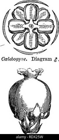 . A general system of botany, descriptive and analytical. In two parts. Part I. Outlines of organography, anatomy, and physiology. Part II. Descriptions and illustrations of the orders. By Emm. Le Maout [and] J. Decaisne. With 5500 figures by L. Steinheil and A. Riocreux. Translated from the original by Mrs. Hooker. The orders arranged after the method followed in the universities and schools of Great Britain, its colonies, America, and India; with additions, an appendix on the natural method, and a synopsis of the orders, by J.D. Hooker. Botany. Calycopeplus, J flower.. Please note that these Stock Photo