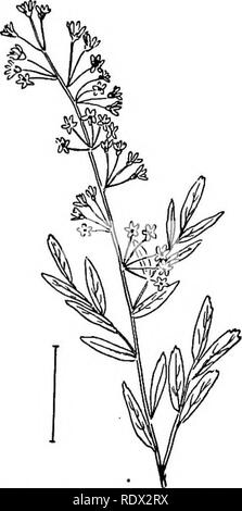. Ornamental shrubs of the United States (hardy, cultivated). Shrubs. Fig. 208. —Hybrid Snow Garland. Fig. 209. — Hypericum-leaved Spirea. have white flowers, and prunifolia is the commonest species with double flowers. The commonest species blooming from late June till frost are the pink Bum^lda and the crimson Bumalda Anthony Wterer. [See^s ; divisions ; suckers.]. Please note that these images are extracted from scanned page images that may have been digitally enhanced for readability - coloration and appearance of these illustrations may not perfectly resemble the original work.. Apgar, A. Stock Photo