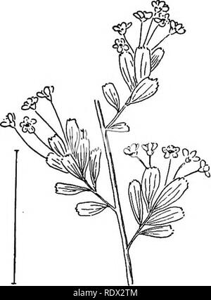 . Ornamental shrubs of the United States (hardy, cultivated). Shrubs. Fig. 208. —Hybrid Snow Garland. Fig. 209. — Hypericum-leaved Spirea. have white flowers, and prunifolia is the commonest species with double flowers. The commonest species blooming from late June till frost are the pink Bum^lda and the crimson Bumalda Anthony Wterer. [See^s ; divisions ; suckers.]. Please note that these images are extracted from scanned page images that may have been digitally enhanced for readability - coloration and appearance of these illustrations may not perfectly resemble the original work.. Apgar, A. Stock Photo