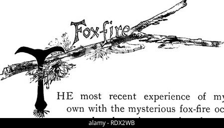 . Eye spy : afield with nature among flowers and animate things . Natural history; Insects; Natural history. HE most recent experience of my own with the mysterious fox-fire oc- curred a short time ago in a home- ward drive with a companion from a botanizing expedition about twelve miles dis- tant. It was near ten o'clock. The sky was overcast, only a stray star of the first magnitude now and then peeping out from between the rifts of hazy floating clouds. The new moon, " wi' th' auld moon, i' her arm," had sunk below the western hills, and so dark had it become that the road ahead,  Stock Photo