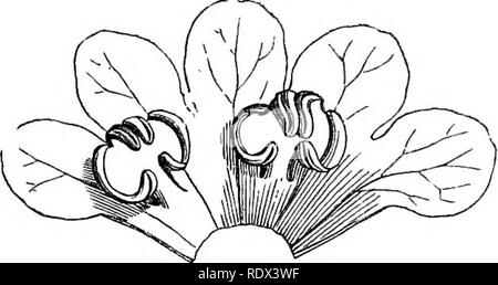 . A general system of botany, descriptive and analytical. In two parts. Part I. Outlines of organography, anatomy, and physiology. Part II. Descriptions and illustrations of the orders. By Emm. Le Maout [and] J. Decaisne. With 5500 figures by L. Steinheil and A. Riocreux. Translated from the original by Mrs. Hooker. The orders arranged after the method followed in the universities and schools of Great Britain, its colonies, America, and India; with additions, an appendix on the natural method, and a synopsis of the orders, by J.D. Hooker. Botany. Golumellia, Plower cut verticaUy (mag,).. Colum Stock Photo