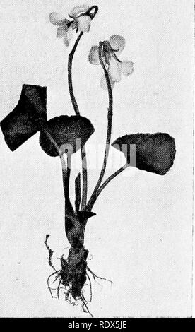 Conservative Characters Botany Example . Wild flower families; the haunts, characters, and family ...