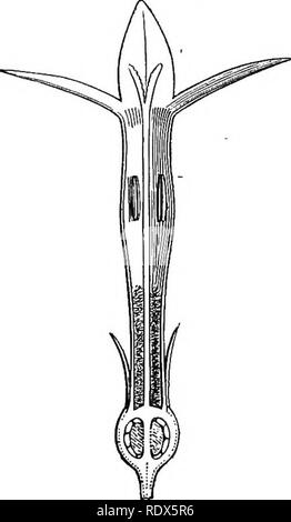 . A general system of botany, descriptive and analytical. In two parts. Part I. Outlines of organography, anatomy, and physiology. Part II. Descriptions and illustrations of the orders. By Emm. Le Maout [and] J. Decaisne. With 5500 figures by L. Steinheil and A. Riocreux. Translated from the original by Mrs. Hooker. The orders arranged after the method followed in the universities and schools of Great Britain, its colonies, America, and India; with additions, an appendix on the natural method, and a synopsis of the orders, by J.D. Hooker. Botany. Bouvardia. Flower (mag.)! Bouvardia. Flowercutv Stock Photo