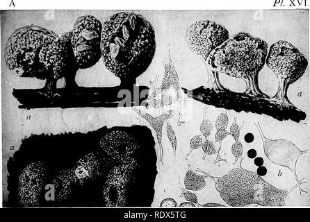 . A monograph of the Mycetozoa, being a descriptive catalogue of the species in the herbarium of the British Museum. Illustrated with seventy-eight plates and fifty-one woodcuts. Myxomycetes. PI. XVI.. Please note that these images are extracted from scanned page images that may have been digitally enhanced for readability - coloration and appearance of these illustrations may not perfectly resemble the original work.. British Museum (Natural History). Dept. of Botany; Lister, Arthur, 1830-1908. London, Printed by Order of the Trustees, Sold by Longmans [etc. ] Stock Photo