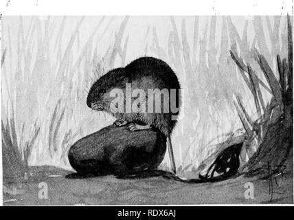 . [Collected reprints, 1912-1919. Mammals; Mammals; Birds. 2IO Field Museum of Natural History — Zoology, Vol. XL. Red-backed Mouse (Evolomys gapperi).. western counties. Mr. Snyder has a specimen in his collection from Dodge Co., and there is a specimen in the collection of Dr. H. V. Ogden, taken at Oak Creek, Milwaukee Co., but according to Jackson, in the interior of the state it is rarely found south of Columbia Co. {I. c, p. 2 2.) It has not'been recorded from Illinois. Regarding the habits of this species Dr. C. Hart Merriam writes: "The Wood Mouse is terrestrial, like the other mem Stock Photo