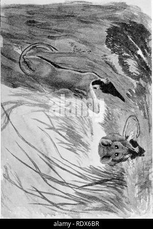 . [Collected reprints, 1912-1919. Mammals; Mammals; Birds. Feb., 1912. Mammals of Illinois and Wisconsin — Cory. 199. Please note that these images are extracted from scanned page images that may have been digitally enhanced for readability - coloration and appearance of these illustrations may not perfectly resemble the original work.. Cory, Charles B. (Charles Barney), 1857-1921. s. l. , s. n. Stock Photo