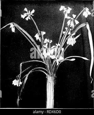 . The flora of the Algeria. Botany. Acanthe Acanthus Mollis NO