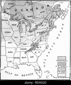 . [Collected reprints, 1912-1919. Mammals; Mammals; Birds. Feb., 1912. Mammals of Illinois and Wisconsin — Cory. 155 bed with care, and became torpid. Some six weeks having passed without its appearing, or having received any food, I had it taken out of the box, and brought into the parlour: it was inanimate and as round as a ball, its nose being buried as it were in the lower part of its abdomen, and covered by its tail; it was rolled over the carpet many times; but. Map illustrating approximate distribution of Woodchucks in eastern United States. Marmota monax (Linn.). Type locality — Maryla Stock Photo