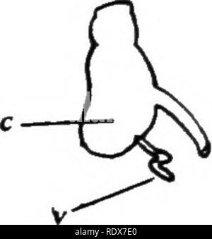 . [Collected reprints, 1912-1919. Mammals; Mammals; Birds. I, Stomach of Mouse. (After Wiedersheim.) 2, Common type of alimentary canal in many mammals. 1, large intestine; s. small intestine (much abbreviated) ; c, coecum; r, rectum; o, oesophagus. (After Flower and Lydekker.) 3, Portion of intestine, showing ccecum, of Proboscidion Shrew, c. coecum. (After Owen.) 4. Common type of coecum in Man. c. coecum; v, vermiform appendix, (After Gray.) At the lower end of the stomach is what is called the pylorus, where it joins the small intestine, which in turn continues to the large intestine or co Stock Photo