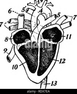 . [Collected reprints, 1912-1919. Mammals; Mammals; Birds. Feb., 1912. Mammals of Illinois and Wisconsin—-Cory. 21. Origin of arteries from the aortic arch, illustrating three of the various types: I. Ox- 2, Lion* 3, Man. (After Owen.) Heart of man: 4, aorta; s, pulmonary artery; 6, superior vena cava;'7, pul- monary veins; 8, right auricle; 9, inferior vena cava; 10 right ventricle; 11, left auricle; 12 leftve'ntri- cle; 13 aorta; 14, innominate artery. (After Tenney.J directly from the aorta, or again there may be a right and left "innominate," from which arise the respective carot Stock Photo