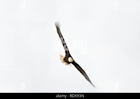Bald eagle soaring above the Alaska Chilkat Bald Eagle Preserve near Haines Alaska Stock Photo