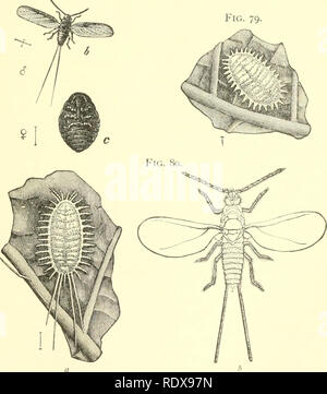 . Economic entomology for the farmer and the fruit grower, and for use as a text-book in agricultural schools and colleges;. Insects; Pests. Fig. 7S. Fig. 79.. Cochineal and mealy bugs.—Fig. 77, cochineal, Coccus cacti, on cactus. Fife'. 78, b, adult male; c, adult female, with cottony masses removed. Fig. 79, mealy bug, DactyloHus destructor. Fig. 80, Dactylopius longifilis : a, the larva ; fi. the winged male.. Please note that these images are extracted from scanned page images that may have been digitally enhanced for readability - coloration and appearance of these illustrations may not p Stock Photo