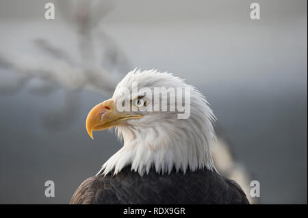 Bald eagle portrait Stock Photo
