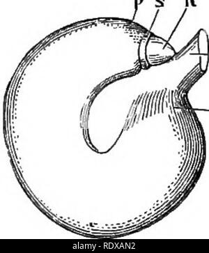This botanical text outlines the structure, physiology, and ...