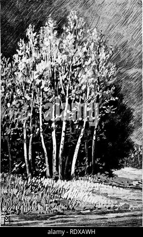 . Familiar features of the roadside; the flowers, shrubs, birds, and insects. Natural history. GRAY BIRCHES IN SUNLIGHT, AFTER A SHOWER.. Please note that these images are extracted from scanned page images that may have been digitally enhanced for readability - coloration and appearance of these illustrations may not perfectly resemble the original work.. Mathews, F. Schuyler (Ferdinand Schuyler), 1854-1938. New York, D. Appleton and Company