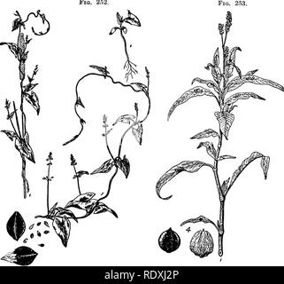 . Horticulture; a text book for high schools and normals. Gardening; Vegetable gardening; Fruit-culture. WEEDS AND GRASSES IN ORCHARDS 353 killed by.winter. Crab grass (Fig. 248), tumble grass, and similar annual grasses are of little benefit as winter cover crops. The orchardist should not excuse himself from sowing a good winter cover crop by thinking that the weeds will do as well. The amount of plant food collected by the growth of orchard weeds will not form a very valuable green manure crop the next spring. It is Fig. 252.. Fig. 252.—Wild Buckwheat; 1, entire plant; 2, plant winding arou Stock Photo