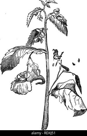 . Freaks and marvels of plant life; or, Curiosities of vegetation. Plant anatomy. DISPERSION. 293 The balsams, which a few years ago were great favourites in country districts, and ornamented every cottager's window, scatter their seeds to a great. Fig. 53.—Balsam {Impatiens). distance by the violent rupture of the fruits, in allusion to which circumstance they have been called &quot; Touch-me-not.&quot;. Please note that these images are extracted from scanned page images that may have been digitally enhanced for readability - coloration and appearance of these illustrations may not perfectly Stock Photo