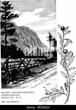 . Familiar features of the roadside; the flowers, shrubs, birds, and insects. Natural history. MOUNT POCOMOONSHINE ADIRONDACKS, ESSEX CO., N. Y. THE BEARBERRi&quot;.. Please note that these images are extracted from scanned page images that may have been digitally enhanced for readability - coloration and appearance of these illustrations may not perfectly resemble the original work.. Mathews, F. Schuyler (Ferdinand Schuyler), 1854-1938. New York, D. Appleton and Company