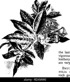 . The Book of gardening; a handbook of horticulture. Gardening; Horticulture. 426 THE BOOK OF GARDENING. also deserves mention, being quite hardy, and forming a neat, stout bush. It bears an abundance of golden-yellow flowers in early spring. B. nervosa (B. glumacea, Mahonia glumaced) is very distinct, forming a dwarf, compact bush, with deep green leaves. In autumn, when in flower, it is very beautiful. A useful shrub for winter effect, and suitable for the rock garden. B. repens (Mahonia repens) is a low-growing shrub of dwarfer habit than the last-named, with dull green leaves, and very ser Stock Photo