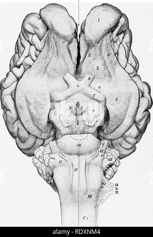 . The anatomy of the domestic animals . Veterinary anatomy. 836 THE NERVOUS SYSTEM OF THE OX by a plexus of vessels. It is much narrower and thicker than that of the horse. The infundibulum is relatively long and slopes downward and backward. The cerebral hemispheres are shorter, higher, and relatively wider than in the horse. The frontal poles are small, the occipital, large. The length from pole to pole is about the same as the greatest transverse diameter of the two hemispheres. Longitudinal fissure. Fig. 663.—Base of Brain of Ox. 1, Olfactory bulb; ;S, S', olfactory' strige; 3, trigonum ol Stock Photo