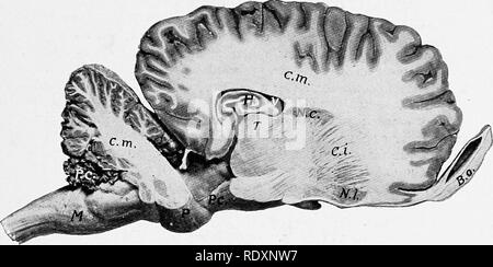 . The anatomy of the domestic animals . Veterinary anatomy. THE CEREBRAL HEMISPHERES 791 the posterior angles of the body. Each curves outward and backward over the thalamus (from which it is separated by the tela chorioidea), and is chiefly continued as the fimbria along the concave border of the hippocampus. The crura give off hbers to form the alveus, a layer of white matter which covers the ventricular face ot the hippocampi, and between them are transverse fibers which constitute the hippocampal commissure (Commissura hippocampi). The septum pellucidum is the median partition between the  Stock Photo