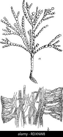 . An introduction to the study of seaweeds. Algae. CHLOROPHYCE^ 143. Fig. 41.—a. Halimeda monilis half natural size; h, the same in longitudinal section highly magnified. Callipsygjna is a genus of which only an imperfect description has been published. It appears to be related to Avrainvillea and Udotea. A fossil Alga of Devonian Age, Nematophycus, has. Please note that these images are extracted from scanned page images that may have been digitally enhanced for readability - coloration and appearance of these illustrations may not perfectly resemble the original work.. Murray, George Robert  Stock Photo