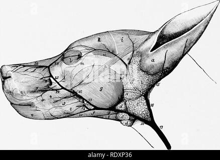 . The anatomy of the domestic animals . Veterinary anatomy. 746 CIRCULATORY SYSTEM OF THE DOG (4) The inferior cervical artery arises at the first rib, and gives off the ascending cervical and transverse scapular arteries. The former runs on the deep face of the brachiocephalicus, in which it ramifies. The latter goes to the anterior border of the subscapularis, and its largest branch (equivalent to the prescapular of the horse) accompanies the suprascapular nerve. (5) The internal thoracic artery is large and sends perforating branches to the pectoral mammary glands. The axillary part of the  Stock Photo