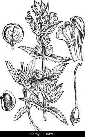 . Illustrations of the British flora: a series of wood engravings, with dissections, of British plants. Botany; Botany. 187. Please note that these images are extracted from scanned page images that may have been digitally enhanced for readability - coloration and appearance of these illustrations may not perfectly resemble the original work.. Fitch, W. H. (Walter Hood), 1817-1892; Smith, Worthington George, 1835-1917; Bentham, George, 1800-1884. Handbook of the British flora. London, L. Reeve &amp; Co. Stock Photo