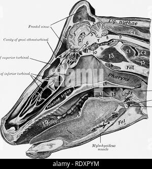 . The anatomy of the domestic animals . Veterinary anatomy. 452 DIGESTIVE SYSTEM OF THE OX THE ABDOMINAL CAVITY The abdominal cavity of the ox is very capacious, both absolutely and rela- tively, as compared with that of the horse. This is due to several factors. The lumbar part of the spine is about one-fourth longer than that of the horse. The transverse diameter between the last ribs is greater. The costal attachment of the diaphragm is almost vertical in direction from the ventral part of the ninth rib to Frontal Canty of great ethmoturhinal Cavity of superior lurbinal Cavities of inferior Stock Photo