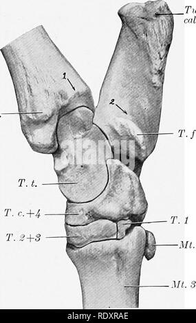 . The anatomy of the domestic animals. Veterinary anatomy. Shaft of ulna