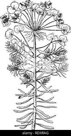 . A manual of poisonous plants, chiefly of eastern North America, with brief notes on economic and medicinal plants, and numerous illustrations. Poisonous plants. EUPHORBIACEAE—EUPHORBIA 601. Fig. 337. Yellow Flowering or Cypress Spurge (Euphorbia Cyparissias). A branch with large bracts and small flowers. (Stras- burger, Noll, Schenck and Schiraper.) obtained by bees from the plant is poisonous and is rendered unfit for use. The acrid properties of this species were described some years ago by Dr. Schneck. The juice of E. corollata, according to Dr. Halsted and many other observers, is acrid, Stock Photo