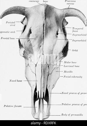 https://l450v.alamy.com/450v/rdxrfk/the-anatomy-of-the-domestic-animals-veterinary-anatomy-bones-of-the-cranium-135-they-constitute-the-upper-part-of-the-posterior-wall-bend-sharply-forward-along-tne-lateral-wall-and-enter-into-the-formation-of-the-temporal-fossa-the-line-of-inflection-is-marked-by-the-prominent-parietal-crest-which-is-continuous-with-the-temporal-crest-below-and-the-frontal-crest-anteriorly-the-parigttals-are-excavated-to-form-part-of-the-frontal-sinuses-in-the-adult-animal-frontal-parietal-eminence-bone-zygomatic-mrh-frontal-banc-supraorbital-foramen-supraorbital-groove-palatine-fissure-maxilla-rdxrfk.jpg