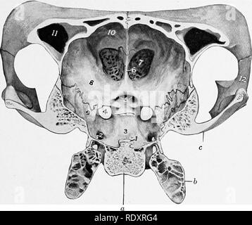 . The anatomy of the domestic animals . Veterinary anatomy. BONES OF THE CRANIUM 133. Fig. 130.—Choss-section of Cranium of Ox. The section cuts the posterior part of the temporal condyle and is viewed from behind, a, Body of sphenoid; b, bulla ossea;- c, temporal condyle; 1, dorsum sellae; 2, foramen ovale; 3, hypophyseal or pituitary fossa; 4, foramen orbito-rotundum; 5. optic foramina; 6, crista galli; 7, cribriform plate of ethmoid; 8, orbital wing of sphenoid; 9, temporal wing of sphenoid; 10, internal plate of frontal bone; 11, frontal sinus; 12, temporal process of malar bone.'. Please  Stock Photo