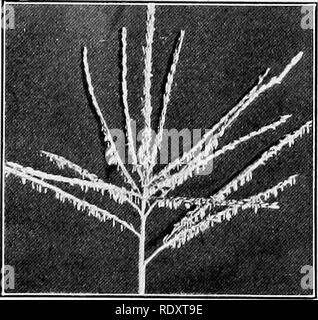 . Plant life and plant uses; an elementary textbook, a foundation for the study of agriculture, domestic science or college botany. Botany. 282 FLOWERS nous. They, and diclinous flowers generally, are pollinated by wind. Note that if diclinous flowers are more ancient than monoclinous ones, then cross-pollination is more ancient than close-pollination, for the latter evidently could not occur when all the flowers were either staminate or pistil- late. The cat-tail is a common plant in marshes. (See Figure loi.) Its flowers are about as simple as any. They have no perianth and they are of the t Stock Photo