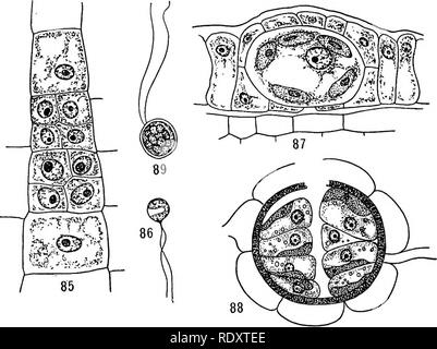 . A textbook of botany for colleges and universities ... Botany. Figs ...