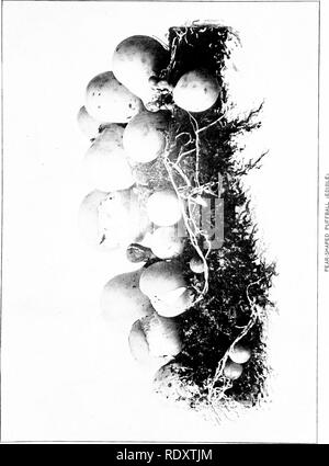 . The mushroom book : a popular guide to the identification and study of our commoner fungi, with special emphasis on the edible varieties . Mushrooms; Mushrooms, Edible; Cookery (Mushrooms); cbk. . Please note that these images are extracted from scanned page images that may have been digitally enhanced for readability - coloration and appearance of these illustrations may not perfectly resemble the original work.. Marshall, Nina L. (Nina Lovering). New York : Doubleday, Page Stock Photo