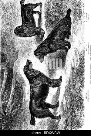 . The dog book. A popular history of the dog, with practical information as to care and management of house, kennel, and exhibition dogs; and descriptions of all the important breeds. Dogs. . Please note that these images are extracted from scanned page images that may have been digitally enhanced for readability - coloration and appearance of these illustrations may not perfectly resemble the original work.. Watson, James, 1845-. New York, Doubleday, Page &amp; Company Stock Photo