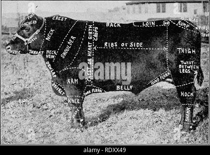 Beef producing animals Black and White Stock Photos & Images - Alamy