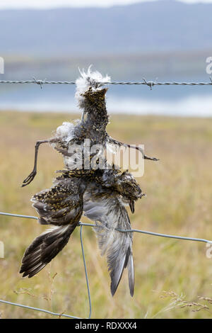 Vogel stirbt an Stacheldraht, Zaun, Stacheldrahtzaun, Tod durch Draht in der Landschaft, Bird dies of barbed wire, fence, barbed wire fence, death by  Stock Photo
