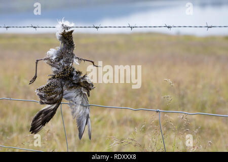 Vogel stirbt an Stacheldraht, Zaun, Stacheldrahtzaun, Tod durch Draht in der Landschaft, Bird dies of barbed wire, fence, barbed wire fence, death by  Stock Photo