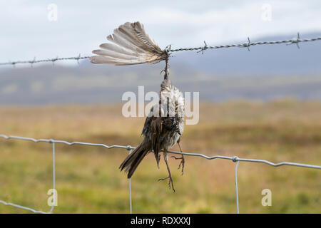 Vogel stirbt an Stacheldraht, Zaun, Stacheldrahtzaun, Tod durch Draht in der Landschaft, Bird dies of barbed wire, fence, barbed wire fence, death by  Stock Photo