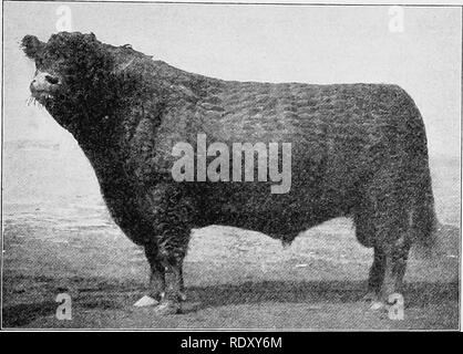 Types Of Galloway Cattle