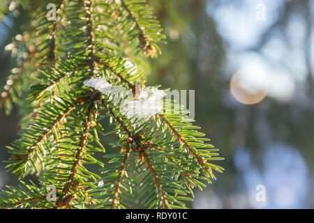 Branches and needles of spruce covered with snow in the winter forest in Finland Stock Photo