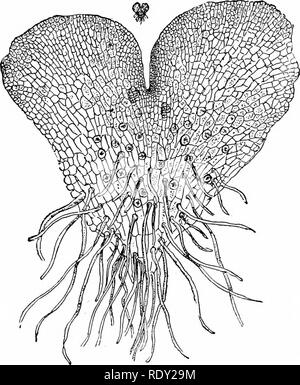 Lessons in nature study. Nature study. PLANTS WITHOUT FLOWERS 123 . Fig.  77. A prothallium of a fern magnified. The small figure at the top ehows  the natural size. Both figures