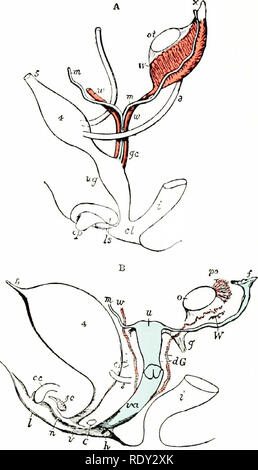 . A laboratory manual and text-book of embryology. Embryology. 236 UROGENITAL SYSTEM. Please note that these images are extracted from scanned page images that may have been digitally enhanced for readability - coloration and appearance of these illustrations may not perfectly resemble the original work.. Prentiss, Charles William, 1874-1915. Philadelphia, London, W. B. Saunders Stock Photo