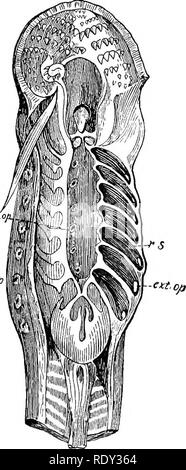 . Outlines of the comparative physiology and morphology of animals. Anatomy, Comparative; Physiology, Comparative. 372 PHYSIOLOGY AND MORPHOLOGY OF ANIMALS. and the ceratodus of Australia, besides their gill breathing by organs of the pattern of the tele- osts, we have nostrils opening into the throat and very good lungs, al- most as good as some amphibians, and there- fore both lung breath- ing and gill breathing in about equal propor- tions. These are there- fore called lung fishes. Classification of Fishes by Respira- tory Organs. â The form of the respiratory organs is so characteris- tic  Stock Photo