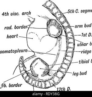 . Human embryology and morphology. Embryology, Human; Morphology. ulnar ...