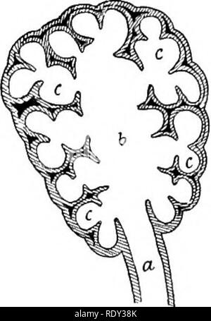 . Outlines of the comparative physiology and morphology of animals. Anatomy, Comparative; Physiology, Comparative. 360 PHYSIOLOGY AND MORPHOLOGY OF ANIMALS. out with epithelial membrane—an extension of the mu- cous membrane of the mouth and throat—webbed to- gether with loose connective tissue and invested with serous membrane, and we shall have a sufficiently clear idea of the general structure of the lungs. The obvious purpose of all this is to expose as much surface as possible to the oxygen of the air. The minuter the ramification, the smaller the terminal cells; or the finer the sponge, t Stock Photo